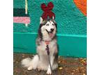 Adopt Alaska (tripaw) a Black - with White Siberian Husky / Mixed dog in