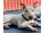 Adopt Casper J a White Bull Terrier / Mixed dog in PLANO, TX (40002867)