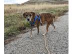Adopt Tillie a Brindle Mountain Cur / Mixed dog in Sheridan, WY (40002451)