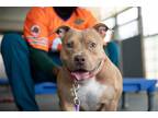 Adopt Mayflower a Tan/Yellow/Fawn - with White American Pit Bull Terrier / Mixed