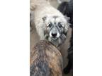 Adopt Tori a Keeshond dog in Sarasota, FL (38759586)