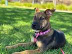 Adopt JoJo a Black - with Brown, Red, Golden, Orange or Chestnut German Shepherd
