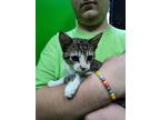 Adopt Shrimp a Brown Tabby Tabby (short coat) cat in Barnwell, SC (40000775)