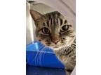 Adopt Selene a Gray, Blue or Silver Tabby Domestic Shorthair (short coat) cat in