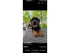 Adopt Macho a Black - with Tan, Yellow or Fawn Rottweiler / Mixed dog in