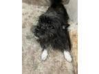 Adopt Teddy a Black - with White Border Terrier / Terrier (Unknown Type