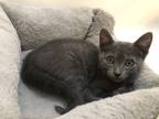Adopt DORIAN GRAY a Spotted Tabby/Leopard Spotted Domestic Shorthair / Mixed cat