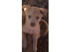 Adopt Marlin a Red/Golden/Orange/Chestnut Golden Retriever / Hound (Unknown