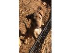 Adopt Dodger a Brown/Chocolate - with Tan Doberman Pinscher / Hound (Unknown