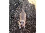 Adopt Ranger a Red/Golden/Orange/Chestnut - with White Golden Retriever / Hound