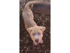 Adopt Astro a Red/Golden/Orange/Chestnut - with White Golden Retriever / Hound