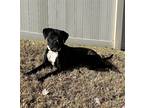 Adopt Oreo a Black - with White American Staffordshire Terrier / Mixed dog in