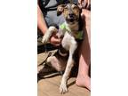 Adopt Juno a Tricolor (Tan/Brown & Black & White) Beagle / Mixed Breed (Medium)
