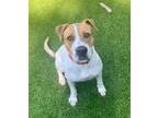 Adopt Charley A045634 a Staffordshire Bull Terrier / Mixed Breed (Medium) /