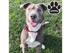 Adopt Rex a Black - with Gray or Silver Labrador Retriever / Mixed Breed