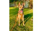 Adopt CHARLIE a Tricolor (Tan/Brown & Black & White) Belgian Shepherd / Basenji