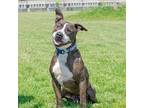 Adopt Papi a Brindle - with White Staffordshire Bull Terrier / Mixed dog in