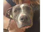 Adopt Lily a Gray/Blue/Silver/Salt & Pepper American Pit Bull Terrier / Mixed