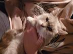 Adopt Mama Blue a Cream or Ivory (Mostly) Siamese (short coat) cat in Trenton
