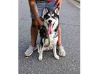 Adopt Ace a White - with Black Siberian Husky / Mixed dog in Cornelius