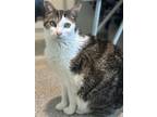 Adopt Ninja a White Domestic Shorthair / Mixed Breed (Medium) / Mixed (short