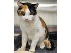 Adopt Cricket a Brown Tabby Domestic Shorthair / Mixed Breed (Medium) / Mixed