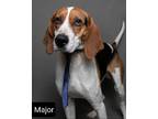 Adopt Major Hughes a Tricolor (Tan/Brown & Black & White) Foxhound / Mixed dog