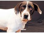 Adopt Sally Oasis a White - with Black Pointer / Mixed dog in Newland