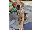 Adopt Nina a Tan/Yellow/Fawn - with Black Labrador Retriever / Shepherd (Unknown