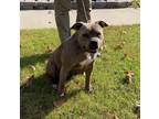 Adopt Coco a Brown/Chocolate - with White American Staffordshire Terrier / Mixed