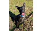 Adopt Zara a Brindle Dutch Shepherd / Mixed dog in Stamford, CT (39964876)