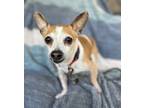 Adopt Trapper John a White - with Brown or Chocolate Jack Russell Terrier /