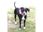 Adopt Plexie a Brown/Chocolate - with White Pointer / Labrador Retriever / Mixed