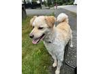 Adopt Phillip - LOCAL a Golden Retriever / Tibetan Spaniel dog in Langley