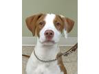 Adopt Trudy a White Pointer / Mixed Breed (Medium) / Mixed (short coat) dog in