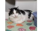 Adopt Oreo a All Black Domestic Longhair / Mixed Breed (Medium) / Mixed (short