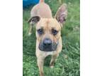 Adopt Cody a Tan/Yellow/Fawn Boxer / Mixed Breed (Medium) / Mixed (short coat)