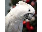 Adopt Charlie a Cockatoo bird in Elizabeth, CO (24708717)