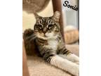 Adopt Sonia a Brown Tabby Domestic Mediumhair / Mixed Breed (Medium) / Mixed