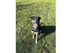 Adopt Jax a Black German Shepherd Dog / Mixed Breed (Medium) / Mixed (short
