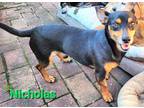 Adopt Nicholas a Black - with Tan, Yellow or Fawn Miniature Pinscher / Dachshund
