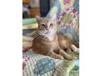 Adopt Mandarin a Orange or Red Tabby Domestic Shorthair (short coat) cat in