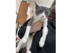Adopt Stegers a Gray or Blue Domestic Shorthair / Mixed Breed (Medium) / Mixed
