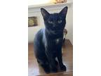 Adopt Chastity a All Black Bombay (short coat) cat in Merced, CA (39951849)