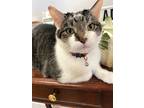Adopt Dylan a Brown Tabby Domestic Shorthair (short coat) cat in Medina