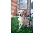 Adopt Arby's a Tan/Yellow/Fawn American Pit Bull Terrier / Labrador Retriever /