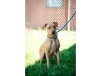 Adopt Vanilla a Red/Golden/Orange/Chestnut American Pit Bull Terrier / Mixed