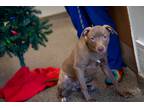 Adopt Leonidas a Brown/Chocolate - with White American Pit Bull Terrier / Mixed