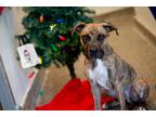 Adopt Draco a Brindle - with White American Pit Bull Terrier / Mixed Breed