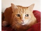 Adopt Mountain Boy a Orange or Red (Mostly) Domestic Shorthair / Mixed (short